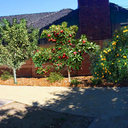Santa Cruz Community Orchard