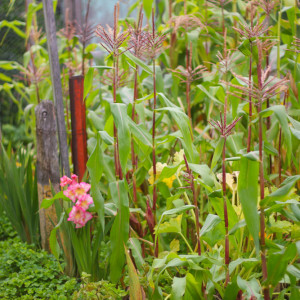 A cheery gladiolus stands out in front of a patch of an unusual, short-stalked, highly pigmented corn variety