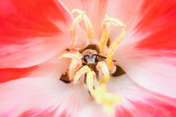 Californian digger bee loads up on pollen at native Clarkia